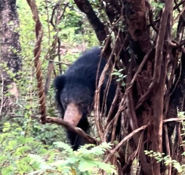 Kumana National Park Thumbnail 2