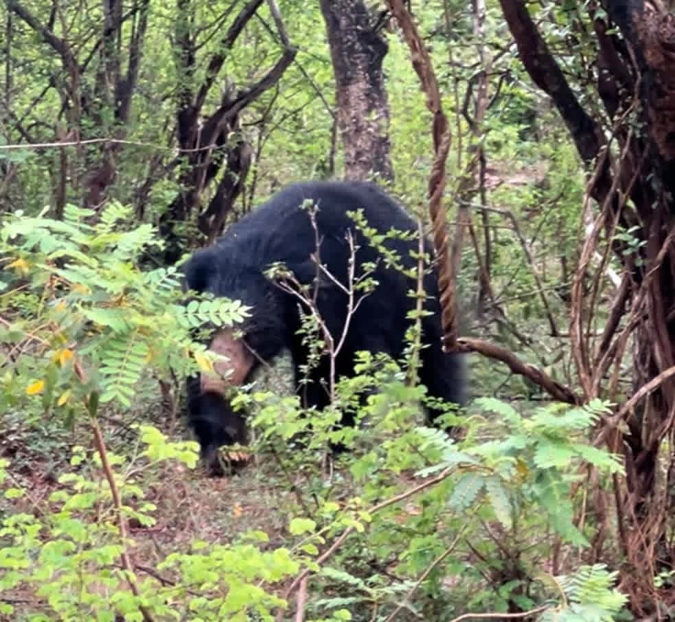 Kumana National Park Thumbnail 3