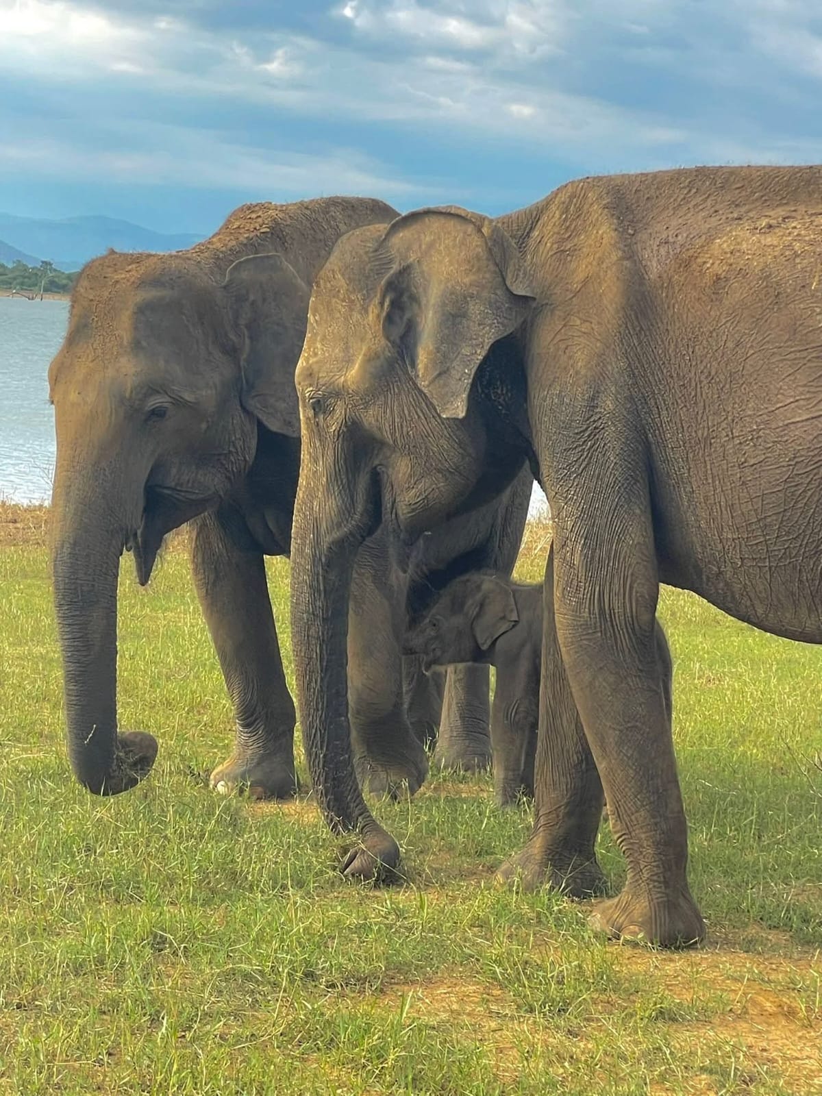 Udawalawe National Park Showcase Image