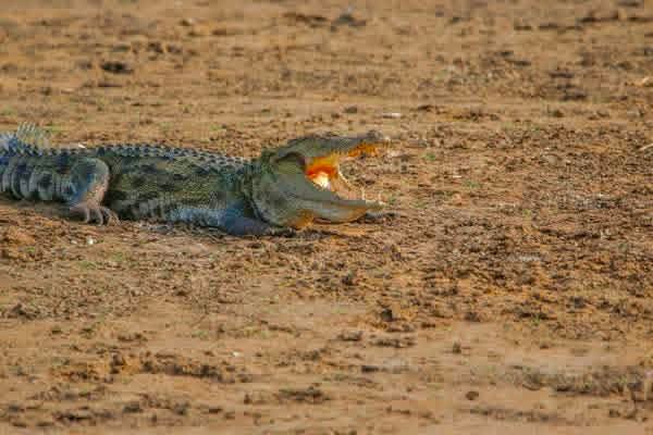 Udawalawe National Park Thumbnail 4