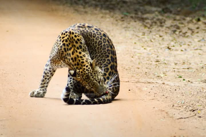Yala National Park Thumbnail 7