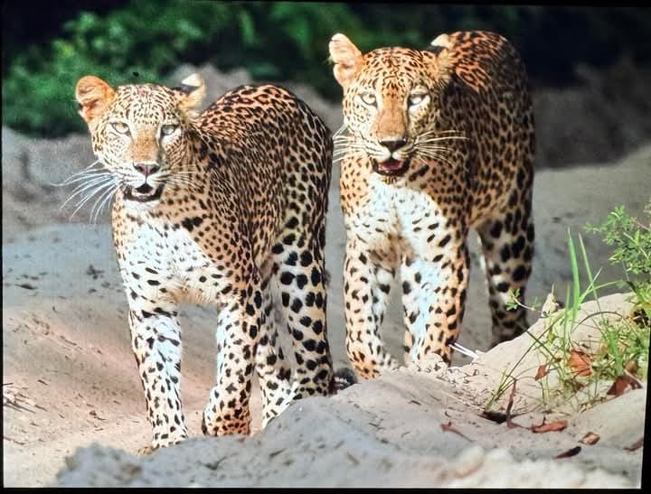 Wild safari expedition in Yala - 18
