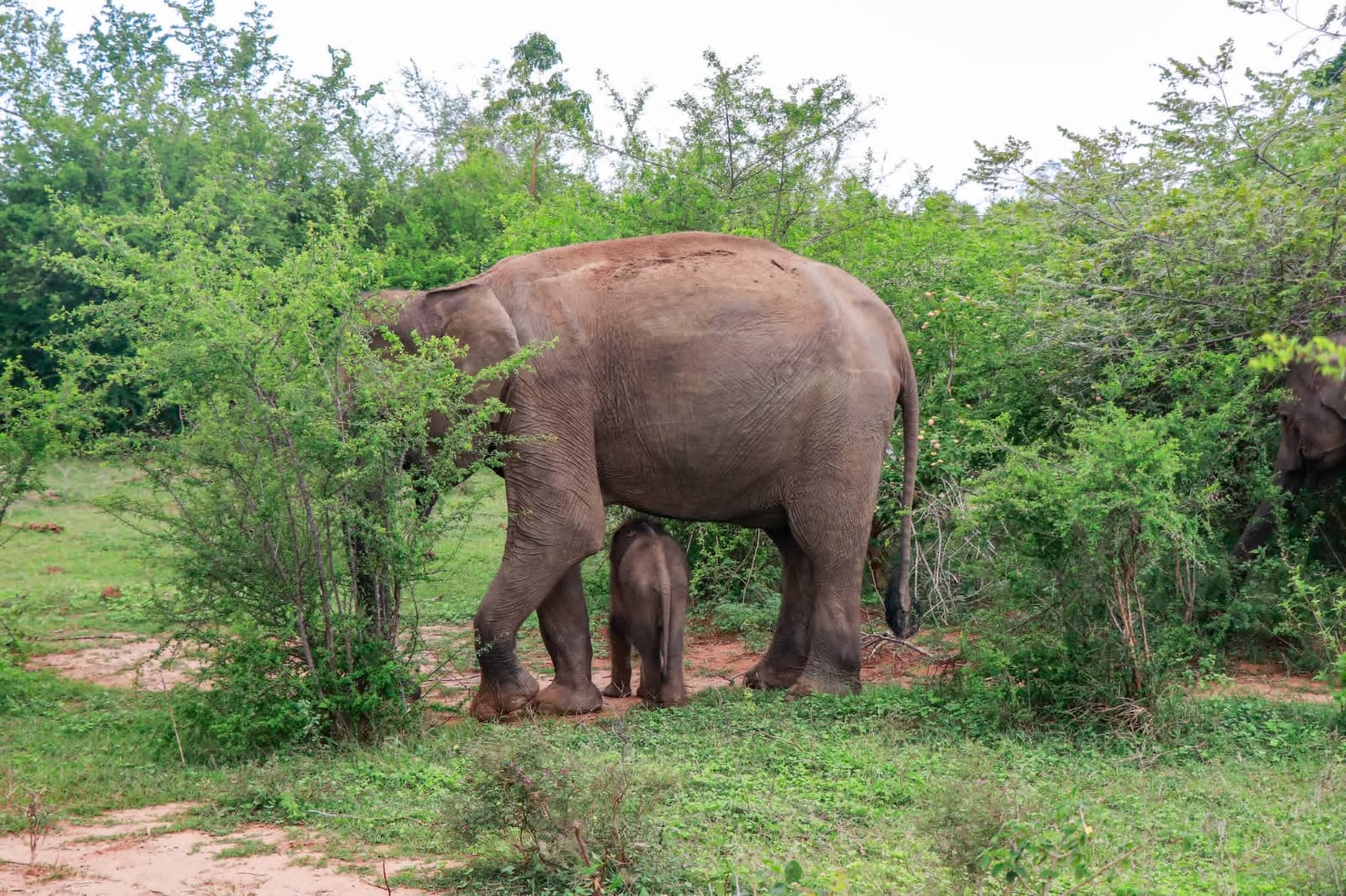 Minneriya National Park Showcase Image