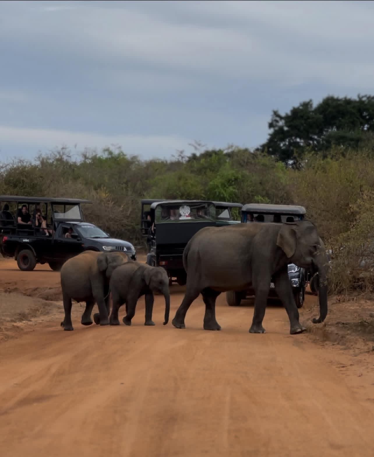Minneriya National Park Thumbnail 2