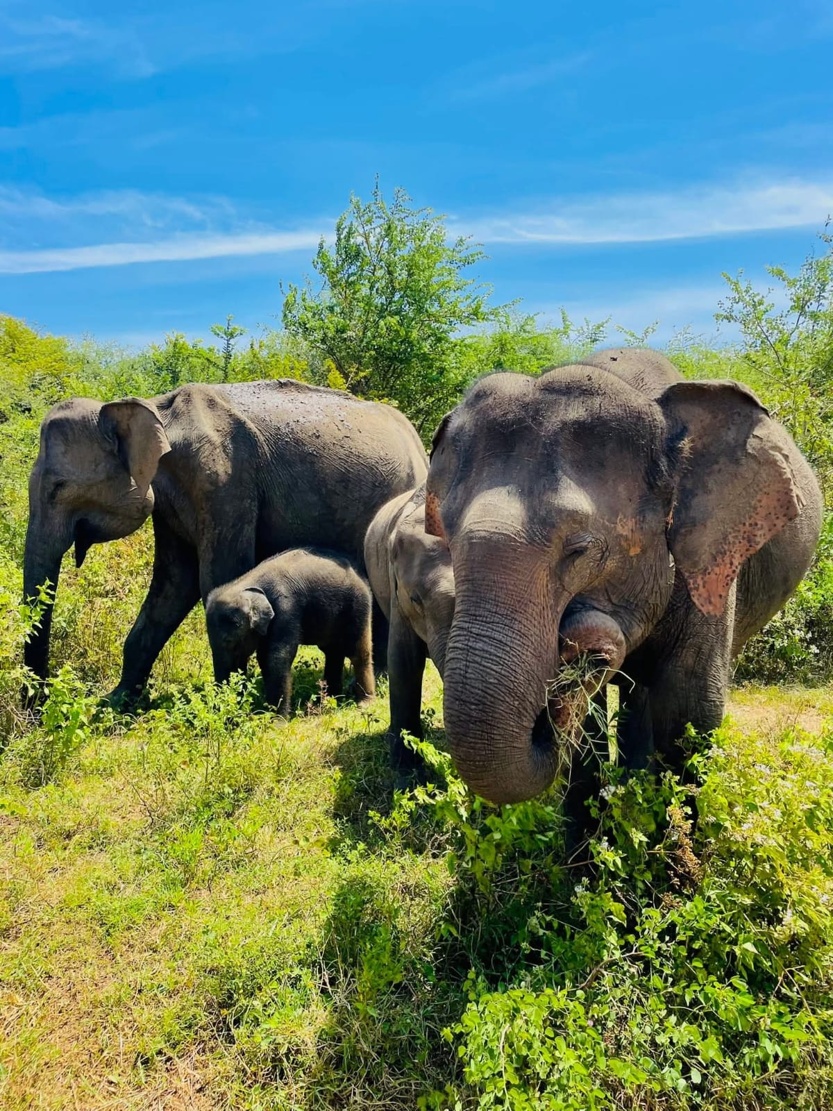 Minneriya National Park Thumbnail 3