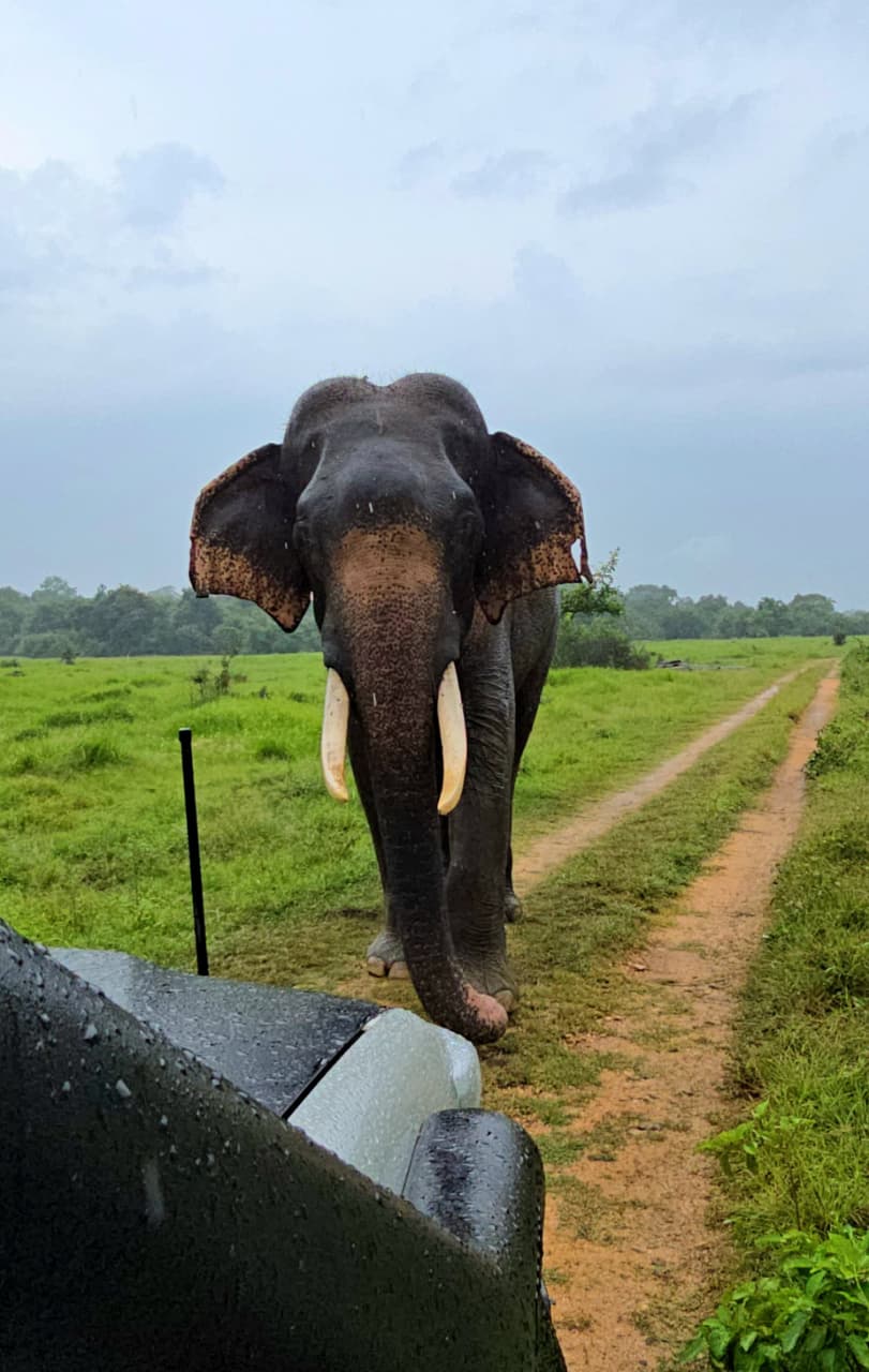 Wild safari expedition in Wasgamuwa - was7
