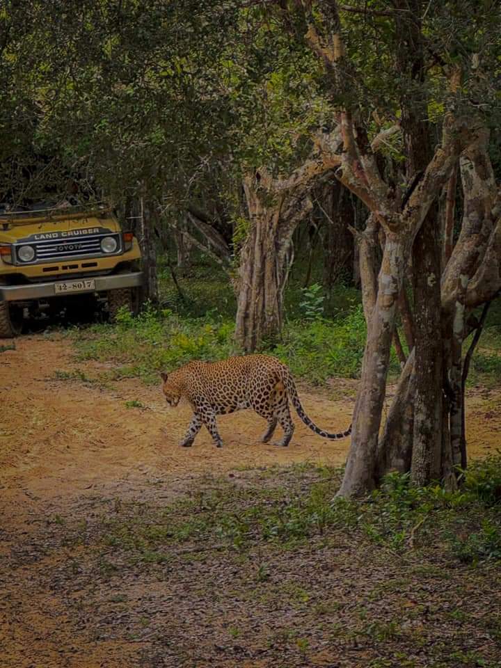 Wilpattu National Park Thumbnail 7