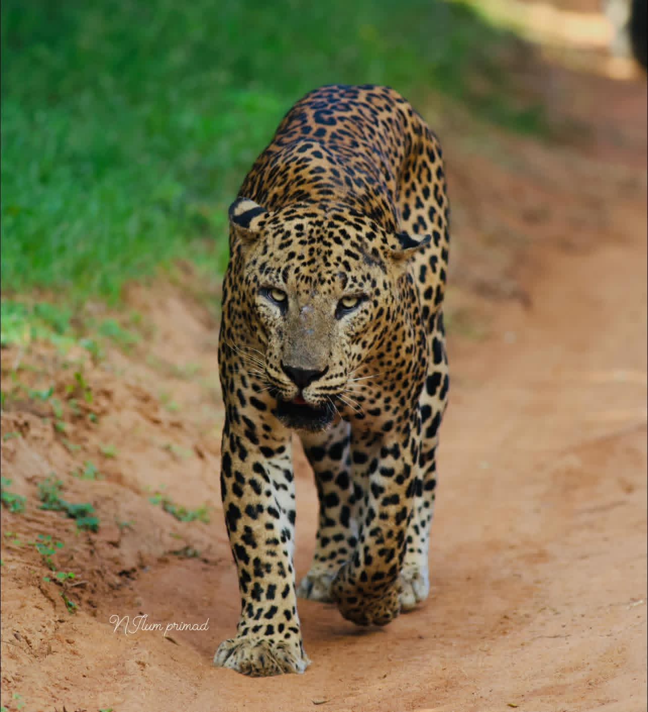 Lunugamvehera National Park Showcase Image